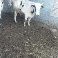 نرگاو و تلیسه