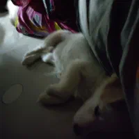 سگ پا کوتاه اشپیتز|سگ|مشهد, بهمن|دیوار