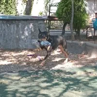 سگ دوبرمن / آمریکایی /شناسنامه دار|سگ|شیراز, معالی‌آباد|دیوار