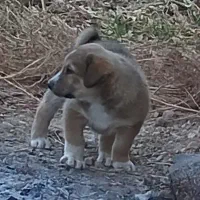 توله سگ|سگ|اسفراین, |دیوار