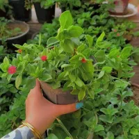 ناز یخی  فقط ۳۰ تومان