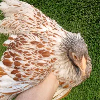 نیمچه ویاندوت