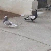 سینه ای و شازده