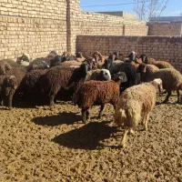 بره نر|حراج|اسفرورین, |دیوار