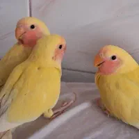 طوطی کوتوله برزیلی