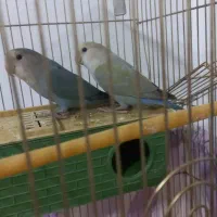 طوطی برزیلی