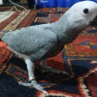 جوجه کاسکو متولد ۲۶شهریور .شاه تخم واقعی.۸۲روزشه|پرنده|اندیشه, اندیشه فاز ۱|دیوار