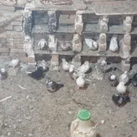 تعدادی کفتر پرشی
