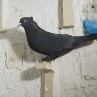 رسمی. شازده و..|پرنده|کرمان, |دیوار