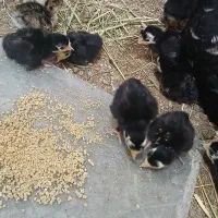 جوجه بوقلمون