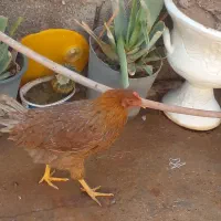 مرغ لری|حیوانات مزرعه|مسجد سلیمان, |دیوار