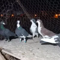 ۵ عدد کبوتر|پرنده|رفسنجان, |دیوار