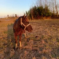 اسب سر حال تیز پا سواری عالی رامه رام|اسب و تجهیزات اسبسواری|تولم شهر, |دیوار