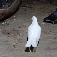 کبوتر|پرنده|گرمی, |دیوار