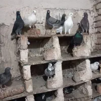 ۴۰ عدد کبوتر پرشی|پرنده|نیر (اردبیل), |دیوار