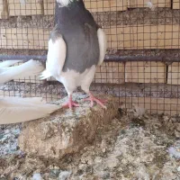 پرنده|پرنده|شوشتر, |دیوار