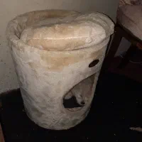 سگ شیتزو دو ماهه ماده|سگ|نوشهر, |دیوار