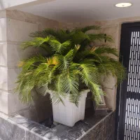 گیاه سیکاس