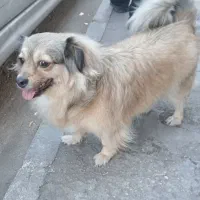 اشپیتز قهویی با ادب|سگ|اهواز, زندوکیلی|دیوار