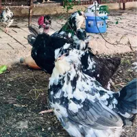 تخم مرغ گلین طوسی|حیوانات مزرعه|فیروزآباد (فارس), |دیوار