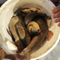 ماهی کپور زنده و تازه