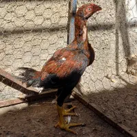 مرغ و خروس لاری