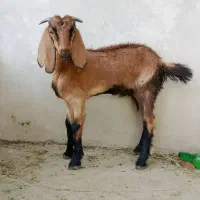 بزغاله ماده