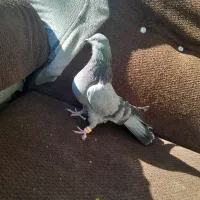 کبوتر رنگی|پرنده|لاران, |دیوار