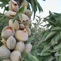 نهالستان اطمینان(محجوب)|خدمات باغبانی و درختکاری|تبریز, |دیوار