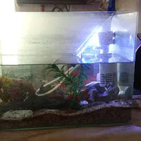 اکواریم شرکتی