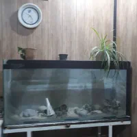 اکواریوم شیشه سکوریت چسب خارجی ۷۰ سانت در ۱۵۰|لوازم جانبی حیوانات|بجنورد, |دیوار