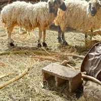 دو میش ابستن هستند یک بز و کهر|حیوانات مزرعه|کرمان, |دیوار
