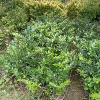 یاس هلندی سطل ۳|گل و گیاه طبیعی|رامسر, |دیوار