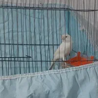 ۱۱ عدد قناری ..|پرنده|بروجرد, |دیوار