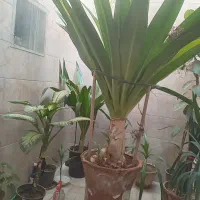 کل سوسن بزرگ ۱۶ساله باتخفیف میدیم