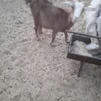 بز شیردار جوان|حیوانات مزرعه|سربیشه, |دیوار