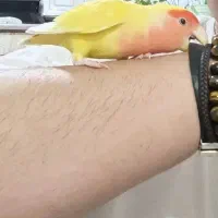 کوتوله دستی معاوضه با سبز سریلاکی|پرنده|قم, نیروگاه|دیوار