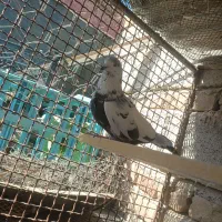 کفتر تهرانی|پرنده|ایرانشهر, |دیوار