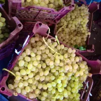 انگو عسکری