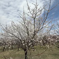 استخدام باغبان در مامونیه