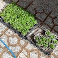 نشا گوجه ربی ارگانیک