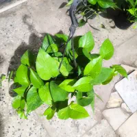 فروش خانگی گل آپارتمانی