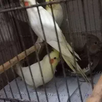 عروس هلندی سالم وزیبا