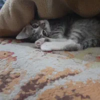 گربه میکس|گربه|گنبد کاووس, |دیوار