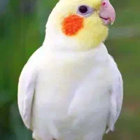 عروس هلندی پیدا شده