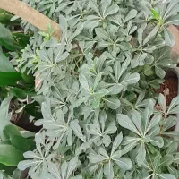 فروش گل آکوبا و عبایی و پای مورت|گل و گیاه طبیعی|کلاچای, |دیوار