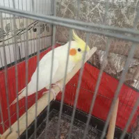 عروس هلندی نر