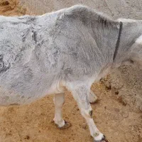 معاوضه با پیکان بار