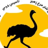سرمایه گذاری با دو دهه تجربه در شترمرغ