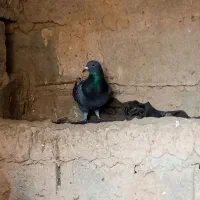 کفتر نر ماده